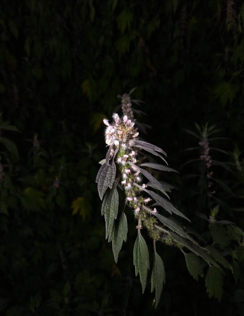 Herzgespann bei Nacht, Blühstauden für Biene, Hummel und Co