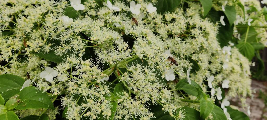 Kletterhortensie mit weißen großen Scheinblüten