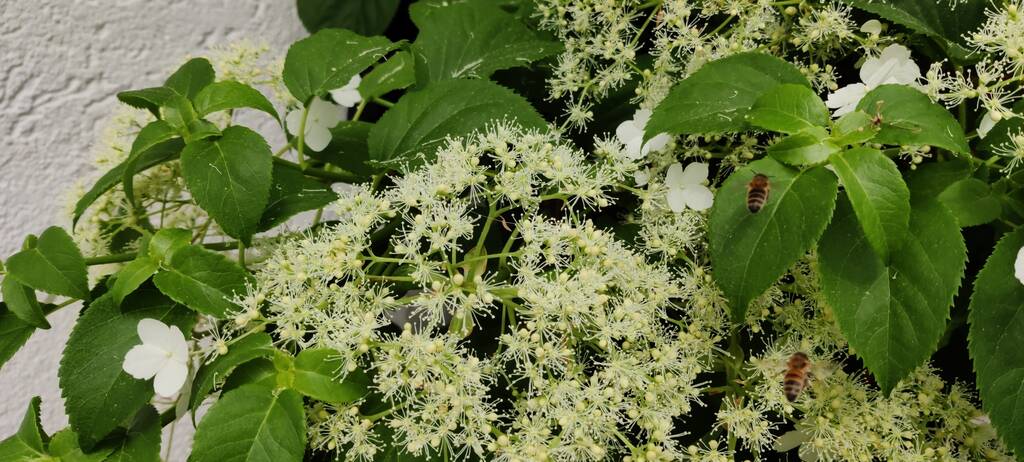 Kletterhortensie mit reichlichen Blüten