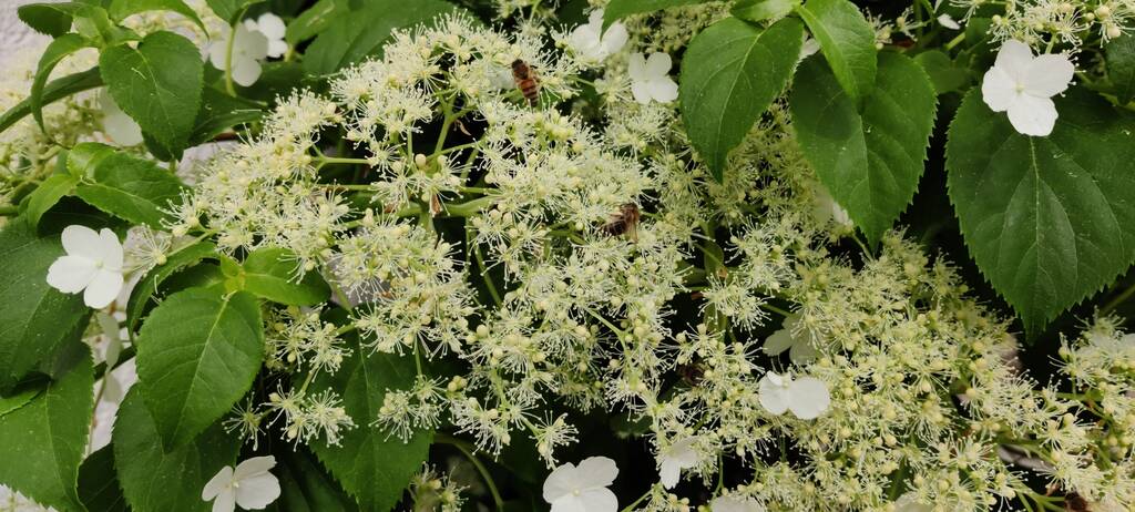 Kletterhortensie Bienenweide Anfang Juni - eine tolle Bienenweide mit viel Summen und Brummen von Bienen, Hummeln und Schmetterlingen