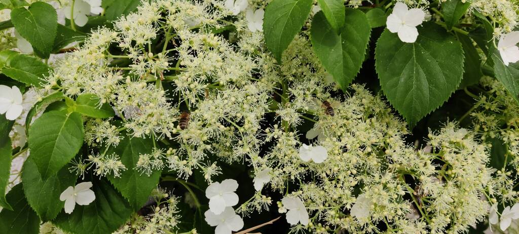 Kletterhortensie Bienenweide Anfang Juni
