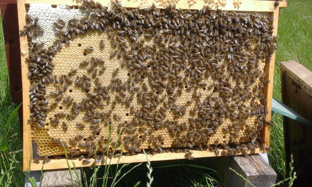 Interesse Bienenhaltung neu anfangen