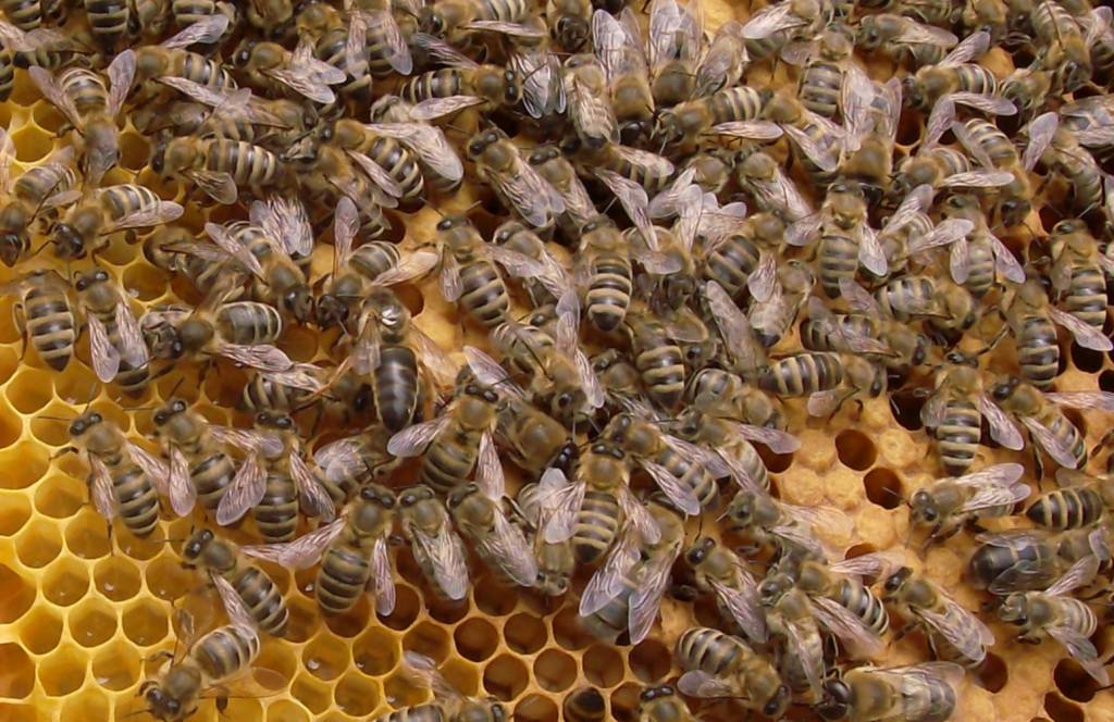 Jungkönigin zwischen den Bienen auf der Brutwabe
Die Imkereikurse sind zur Buchung frei gegeben.