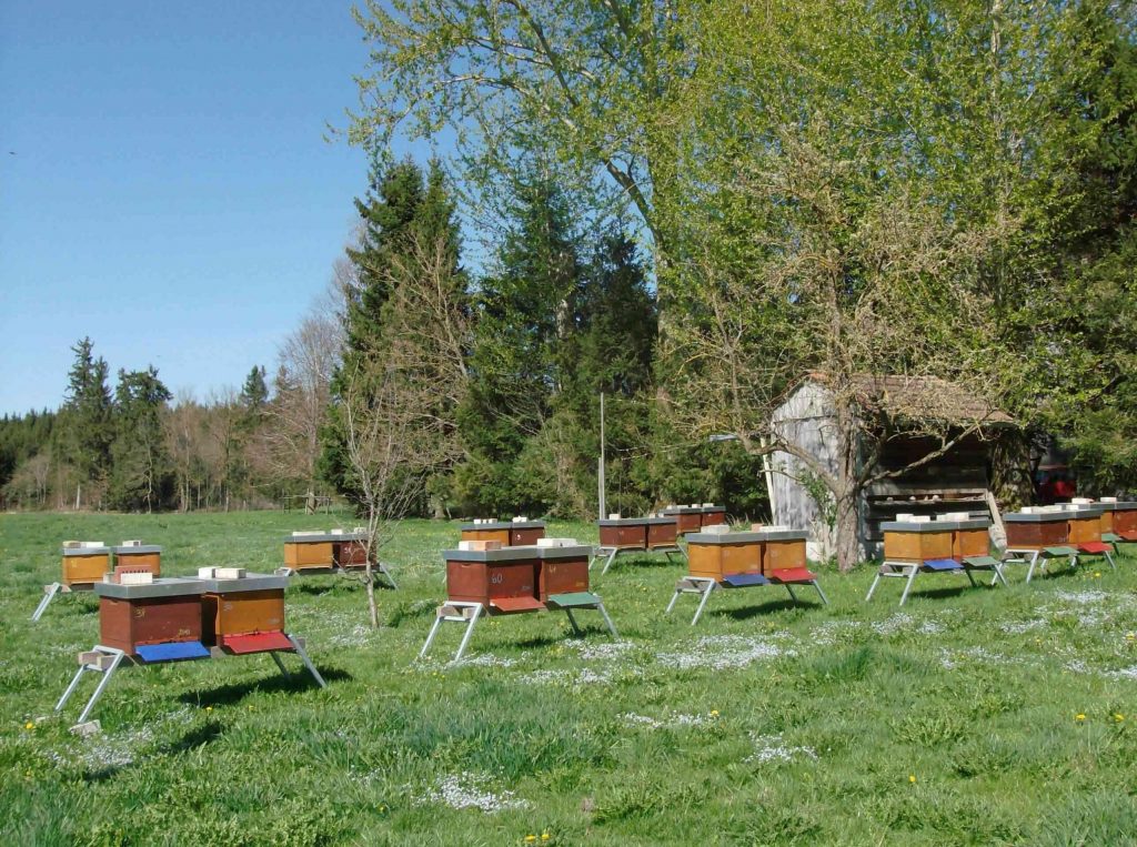 Das Phänologische Bienenjahr Jahreszeiten
