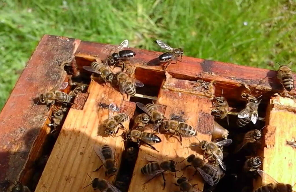 Chronisches Bienenparalyse-Virus bei Honigbienen
Links Dateien Download anklicken