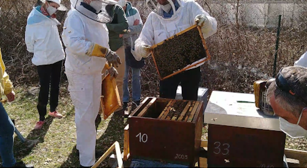 Kurstermin Online-Jahreskurs Video Bienen-Bearbeitung