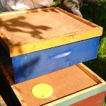 der Honigraum kommt über die Bienenflucht. Die Bienen laufen von hier zur neuen Königin in die untere Beute.