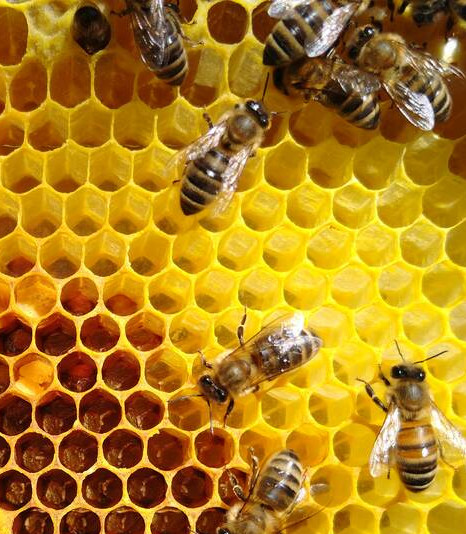 Die frischen Eier in der Zelle unten links zeigen, dass die Königin legt.
Das plötzlich zum Stecher werden nimmt jetzt ein gutes Ende.