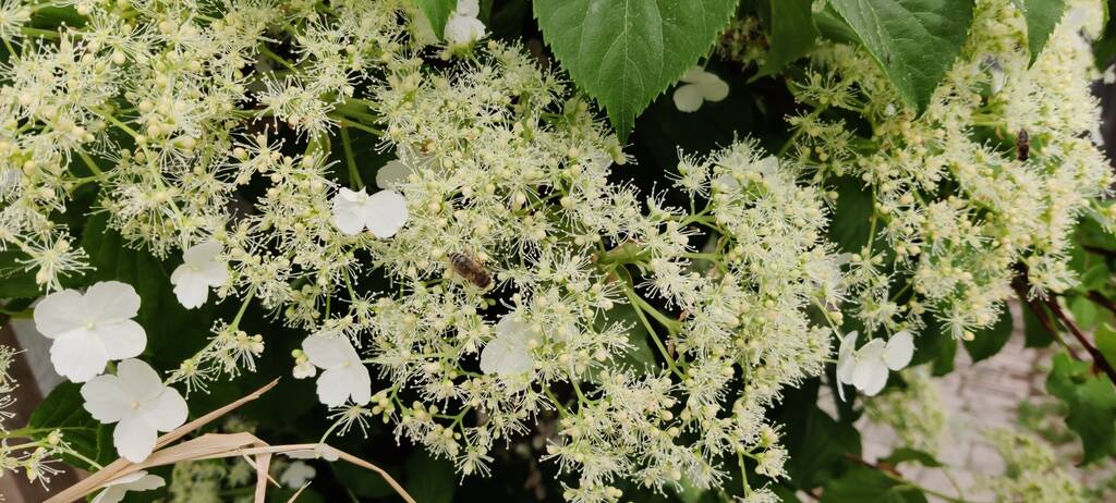 Kletterhortensie Bienenweide Anfang Juni