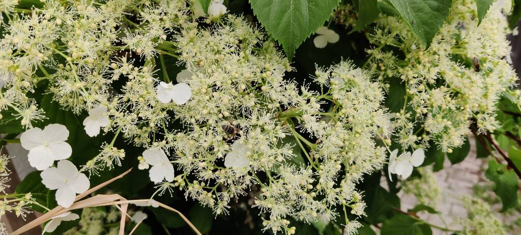 Kletterhortensie Bienenweide Anfang Juni