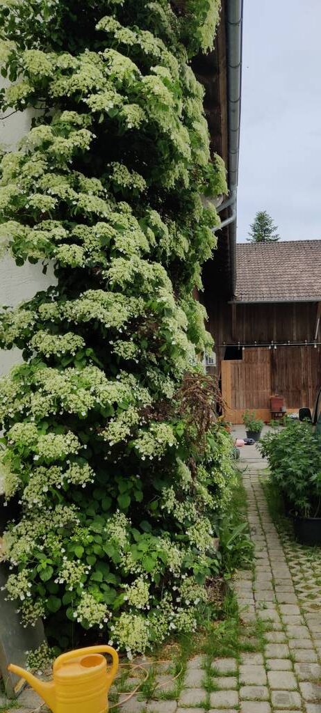 Kletterhortensie Bienenweide Anfang Juni