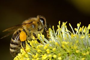 Honigbiene sammelt Blütenpollen, der junge Bienen leistungsstark und langlebig macht. Frisch geschlüpfte Bienen brauchen dafür viel gesunden Pollen, beste Imker gesündeste Bienen